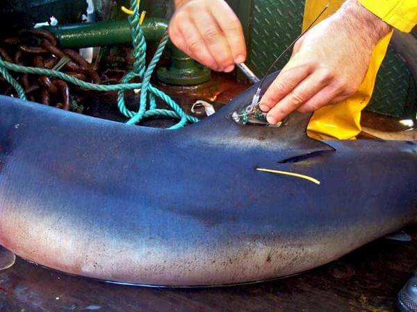 Master FNPPSF du Carnon Fishing Club à l'honneur pour les requins et raies de Méditerranée