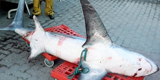 Un requin renard de 130 kg pêché au Cap d'Agde