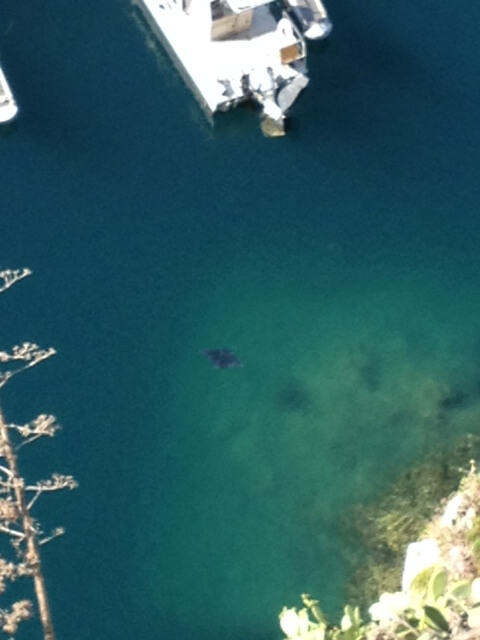 Observation de Diable de mer Mobula mobular depuis le Rocher monégasque