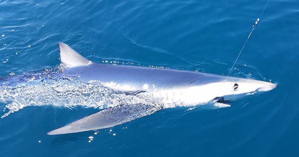 Des kits de sensibilisation au service de la conservation du requin bleu de Méditerranée!