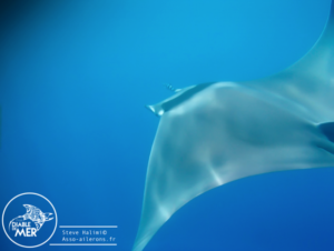Ailerons S. Halimi Mobula mobular