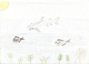 sensibilisation ailerons requin association