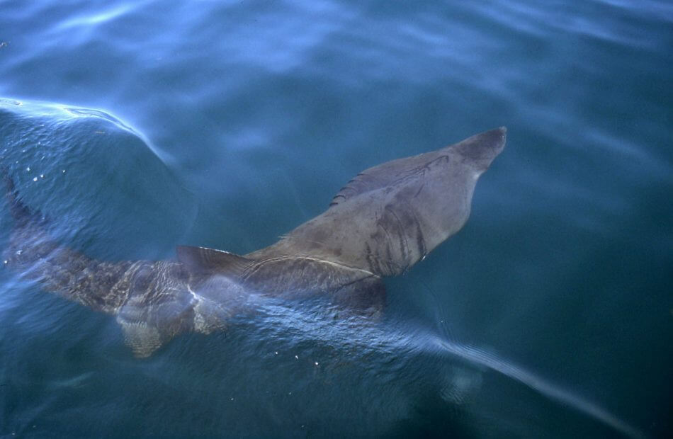 Le requin pèlerin, plus grand poisson de Méditerranée E. Stephan
