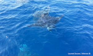 diable de mer mobula mobular