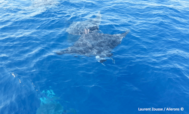 diable de mer mobula mobular