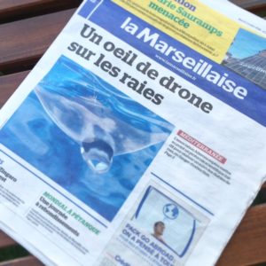 diable de mer mobula mobular drone