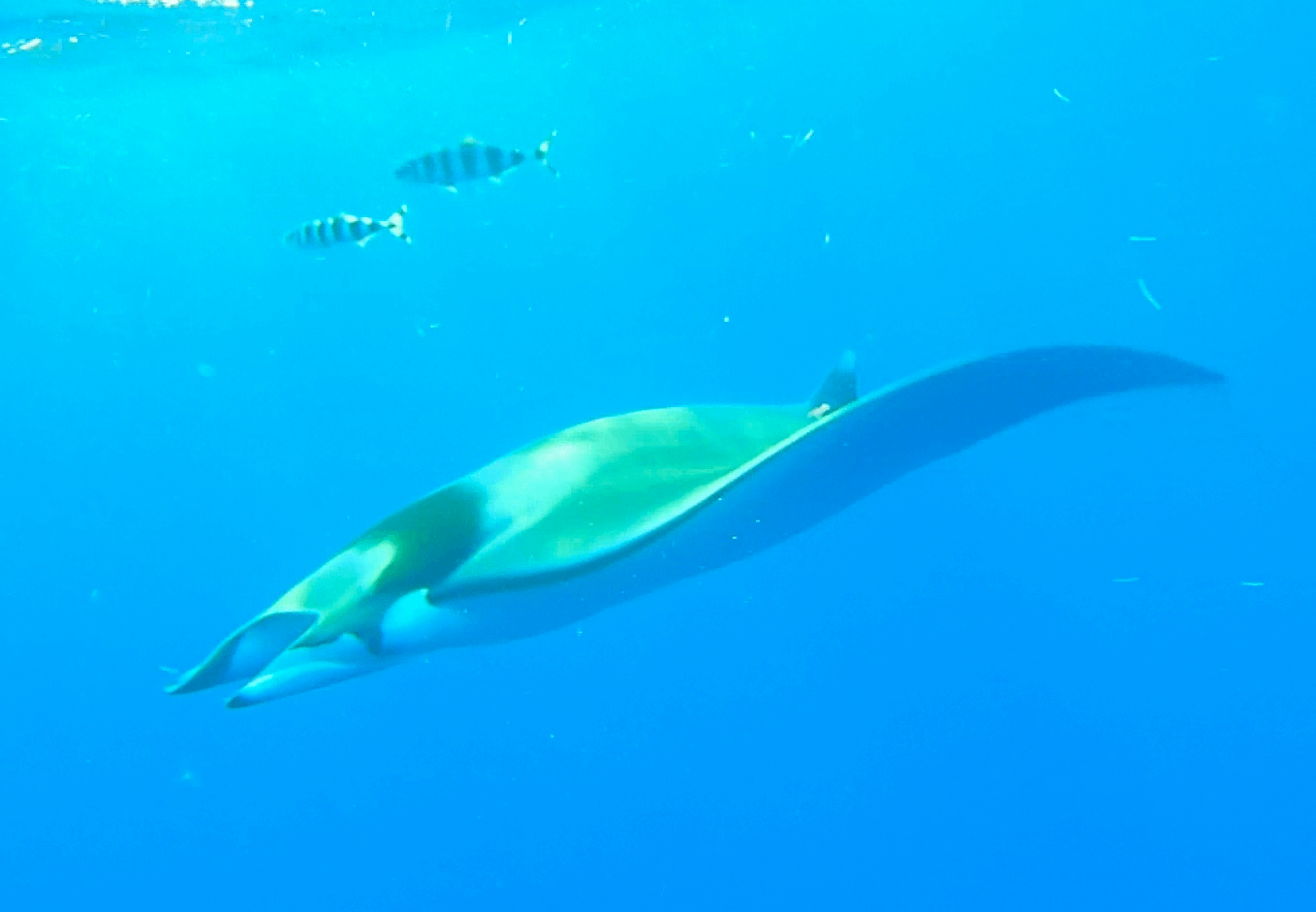 ailerons mobula mobular diable-de-mer raie