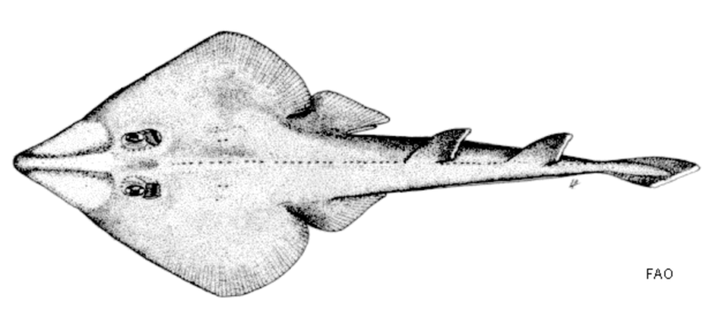 Guitare de mer commune Rhinobatos rhinobatos FAO