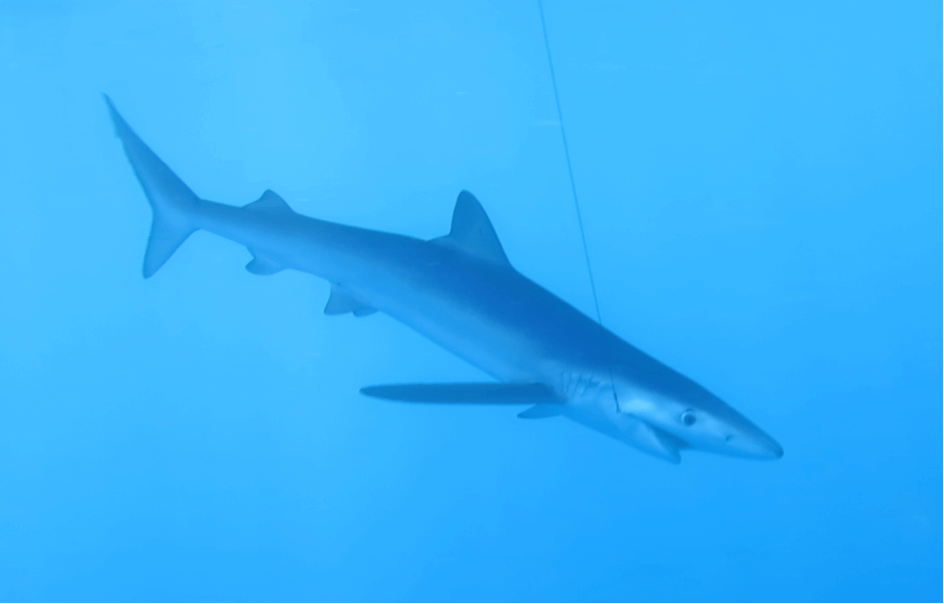 Pourquoi le requin est-il une espèce menacée ? 