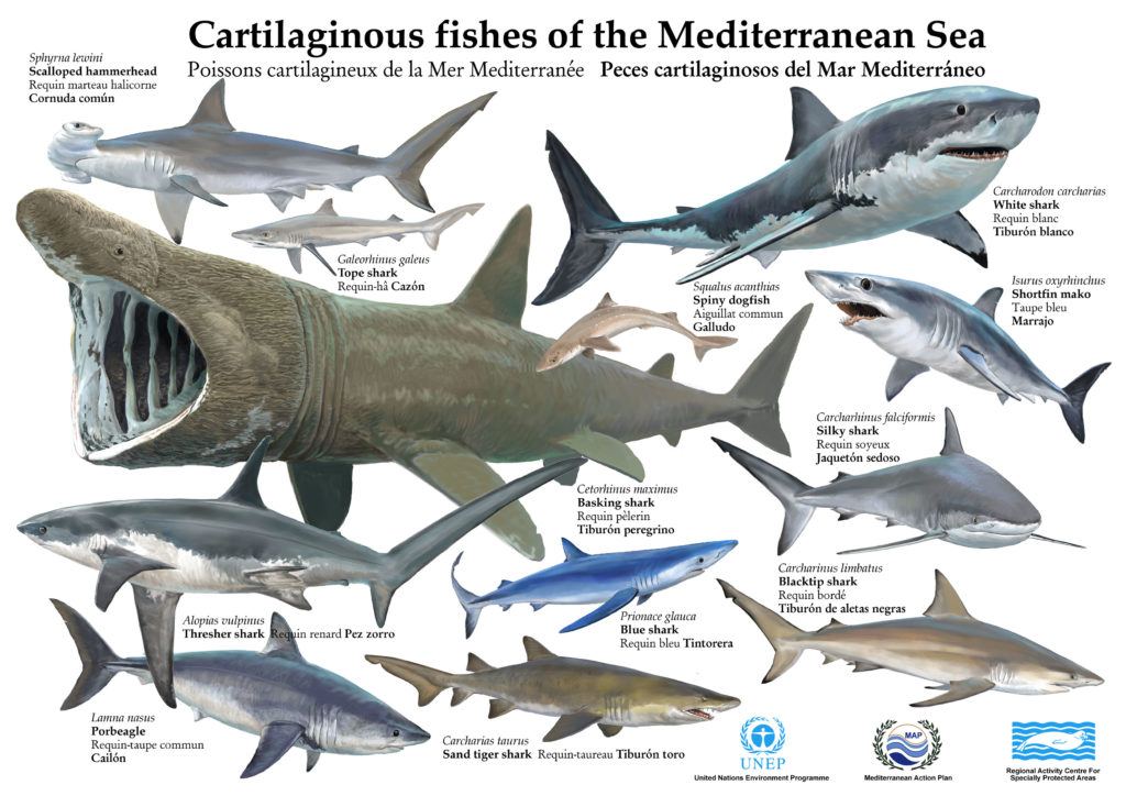 Les requins et raies de Méditerranée