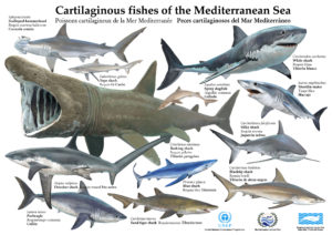 Les requins et raies de Méditerranée