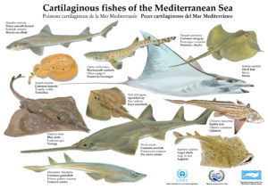 Les requins et raies de Méditerranée (2)