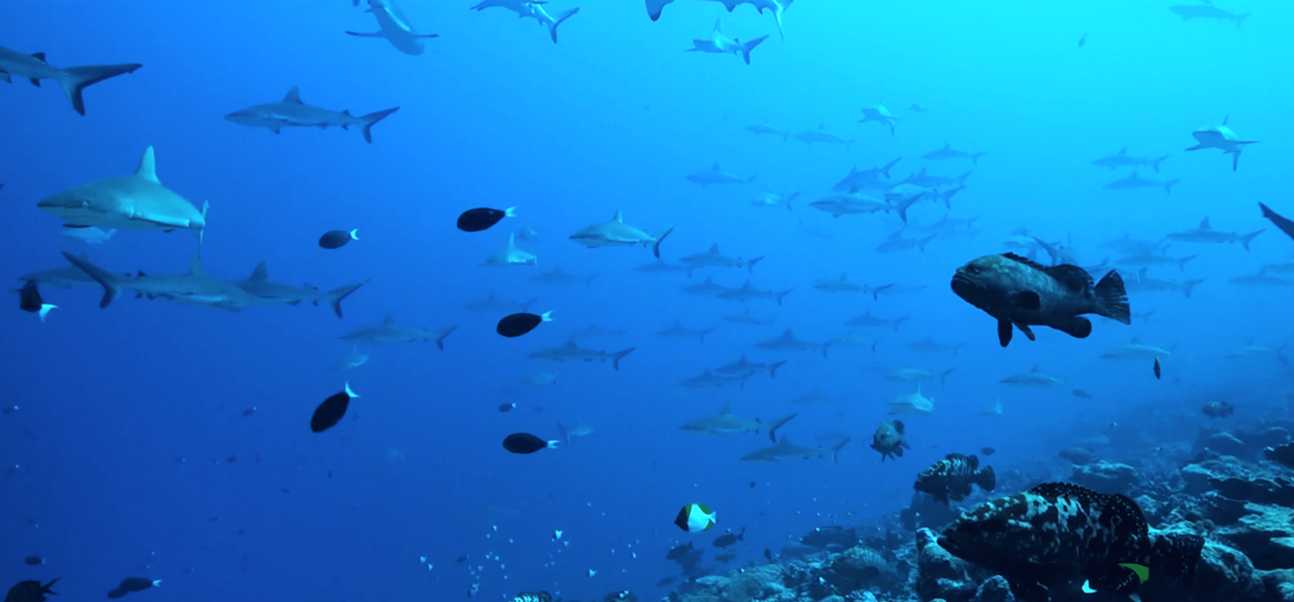 requin fakarava ailerons