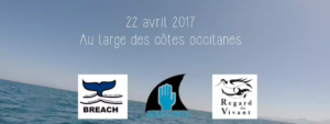 requin pèlerin méditerranée association ailerons apecs