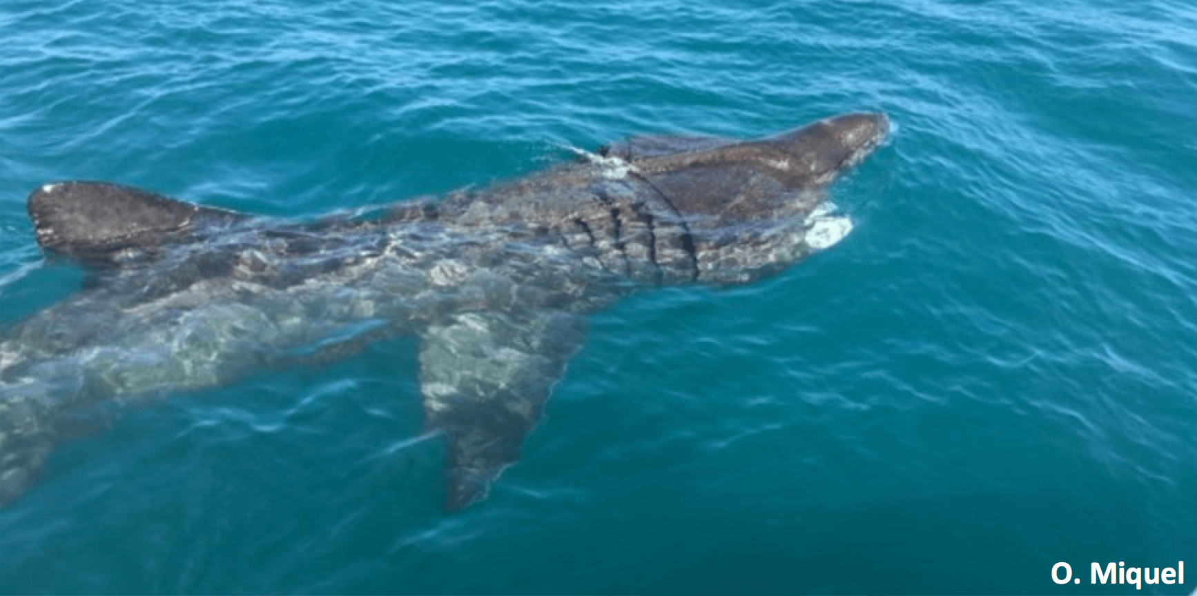 Olivier Miquel Ailerons pèlerin requin méditerranée