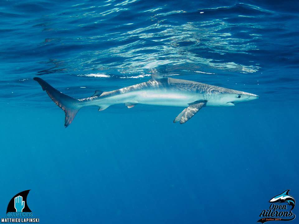 Les requins étaient présents cet été, et Ailerons aussi !