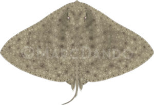 Gymnura altavela ailerons marc dando