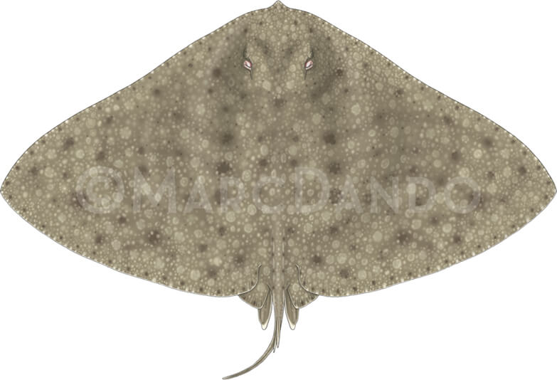Gymnura altavela ailerons marc dando