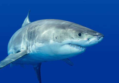 requin blanc Méditerranée