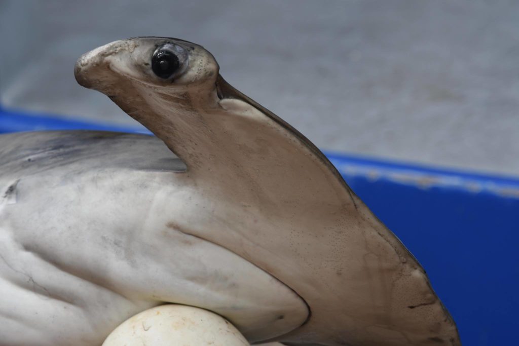 requin marteaux mort