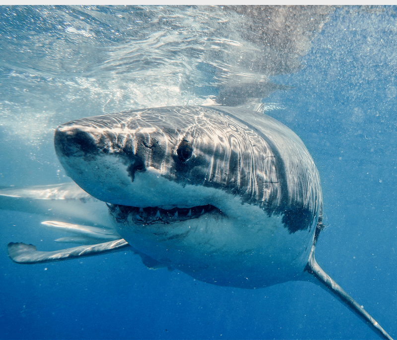 La Couleur Blanche De Forme D'ailerons De Requin D'antenne