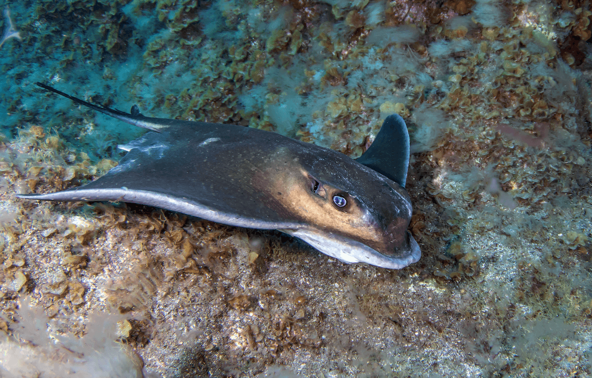 Claude Lespagne Myliobatis aquila