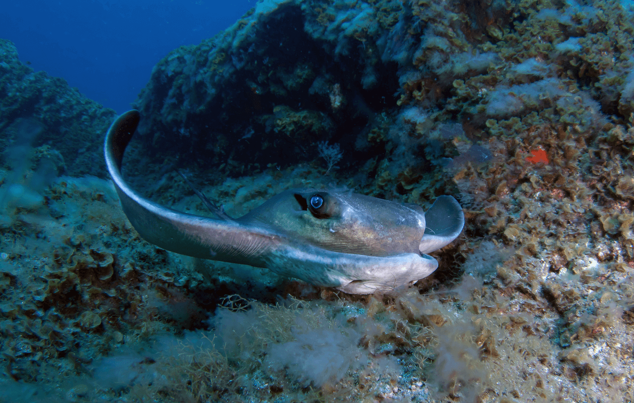 Claude Lespagne Myliobatis aquila