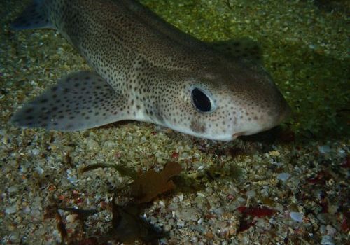 Petite roussette (Scyllorhinus canicula) - copyright Julien Renoult