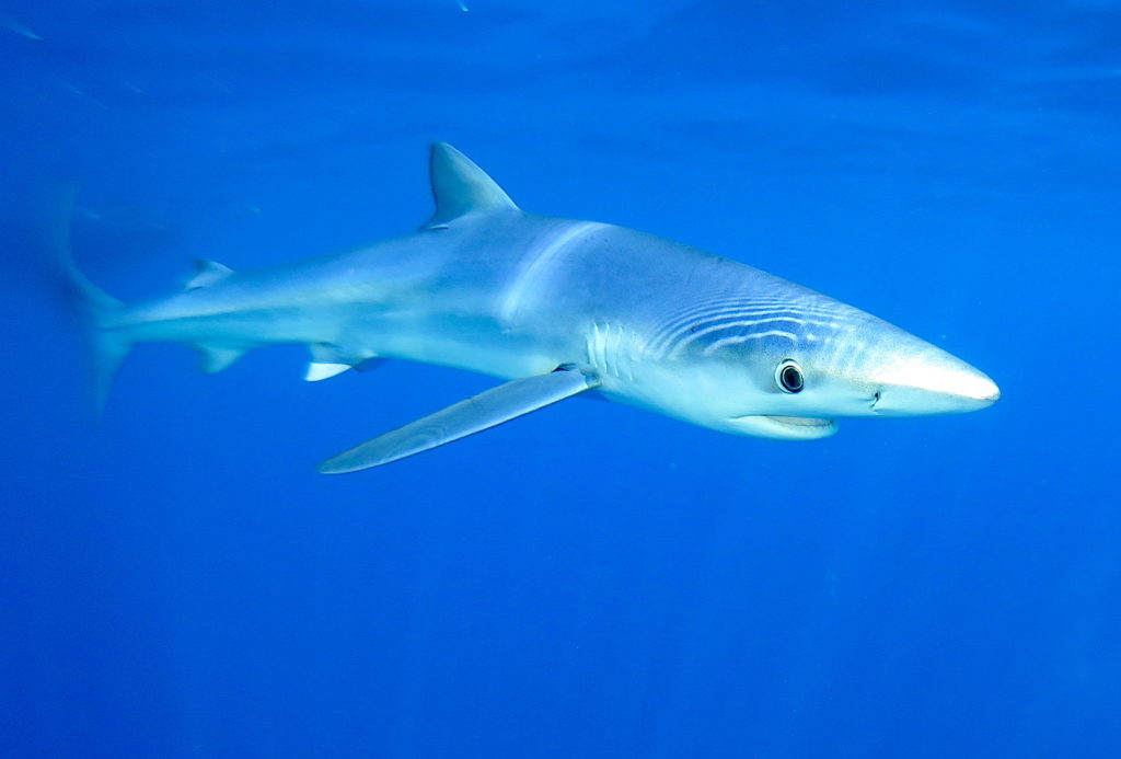 Requin peau bleue – AILERONS