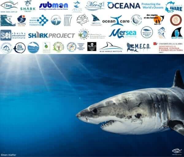 Appel auprès des autorités tunisiennes pour les alerter sur des pêches répétées de grand requin blanc