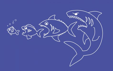 Requin et toxicité