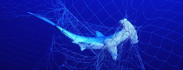 Soutien de l’UE pour la protection des requins lors de la prochaine Conférence des Parties (CoP19)
