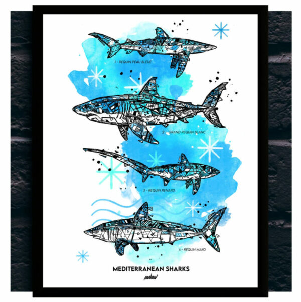 poster requin méditerranée