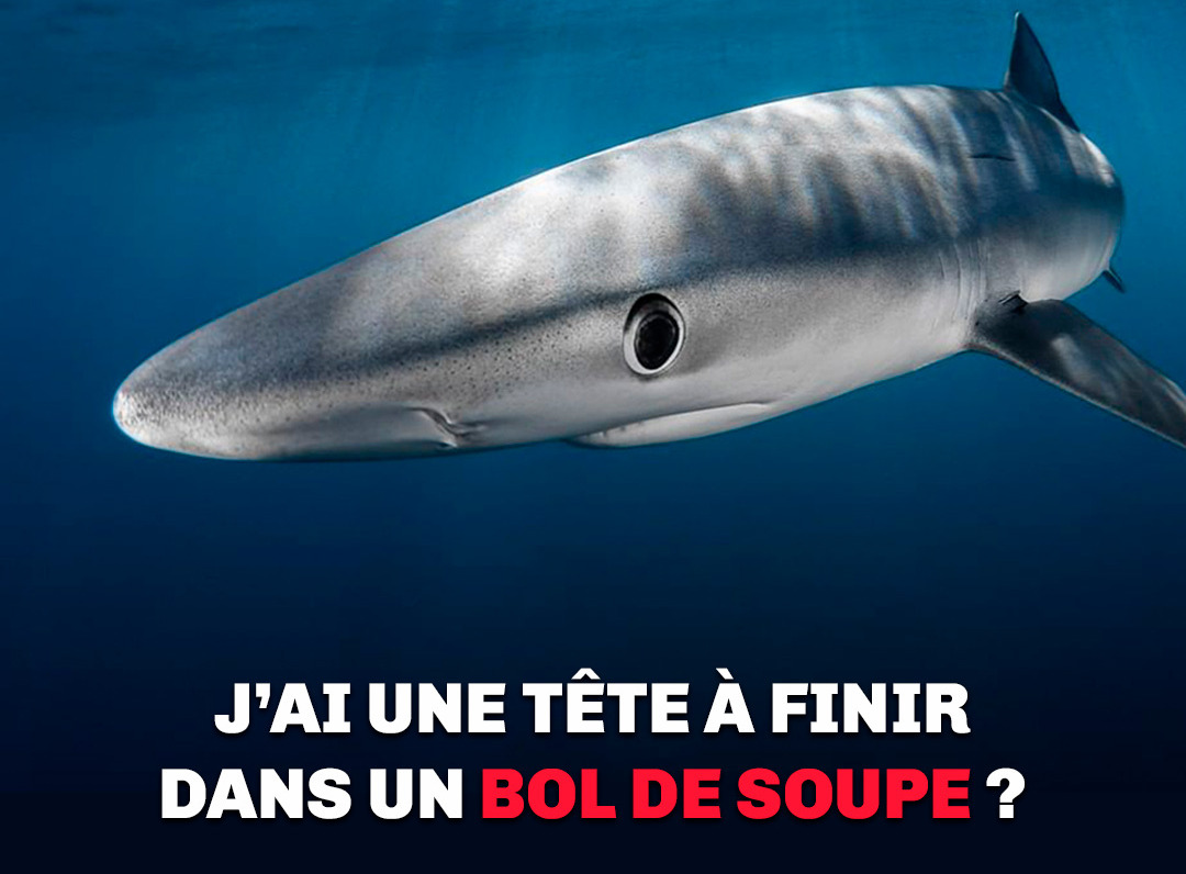 La réponse de la Commission Européenne pour l’initiative Stop Finning