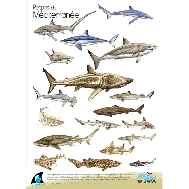 Guide Requins, Raies et Chimères (côtes françaises et européennes) - M.  Lapinski, C. Girard, C. Houard